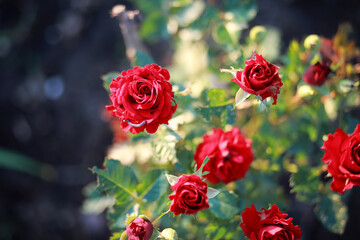 Wild flower. Little flowers on a green meadow.