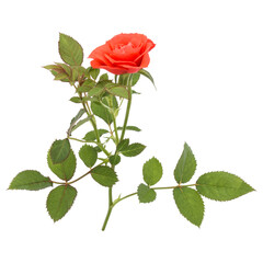 Fototapeta premium one orange rose flower with leaves isolated on white background cutout