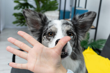 During the exercises, the dog learned to put his nose to the thumb by the trainer. Intelligent Border Collie Sheepdog. Modern interior design of the apartment.