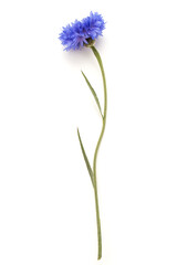 Blue Cornflower Herb or bachelor button flower head isolated on white background cutout - obrazy, fototapety, plakaty