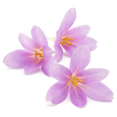 lilac crocus flowers isolated on white background