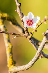 Almond Tree Blossom