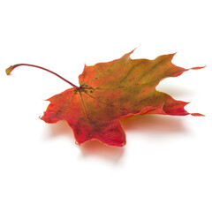 colorful autumn maple leaf isolated on white