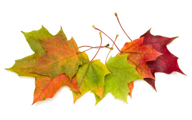 colorful autumn maple leaf isolated on white background