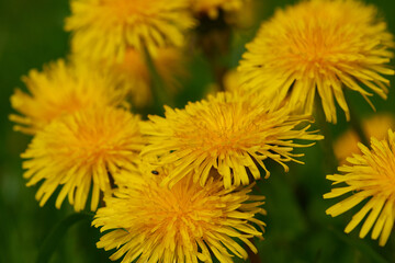 	
Gewöhnlicher Löwenzahn (Taraxacum sect. Ruderalia)	
