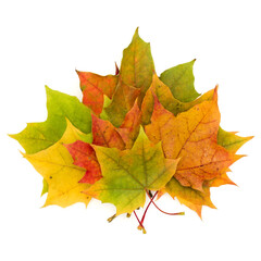colorful autumn maple leaf isolated on white background