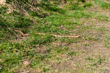 grass snake crawling on the grass