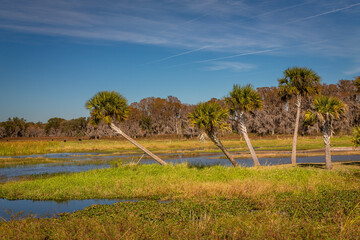 Everglades Landscapes. Orlando Wetlands landscapes exposure while doing a airboat tour