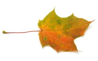 colorful autumn maple leaf isolated on white
