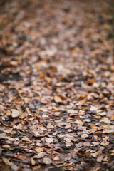 Young girl on a walk in the autumn