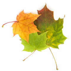 colorful autumn maple leaf isolated on white background