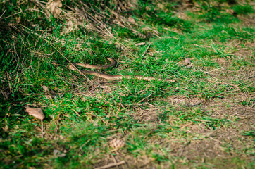 Obraz premium grass snake crawling on the grass