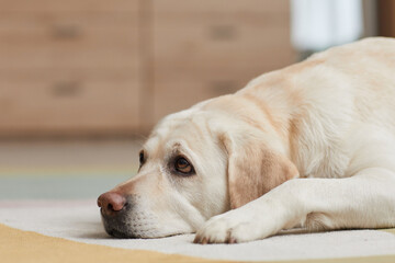Close up portrait of white Labrador dog lying on carpet at home and looking at owner with puppy eyes, copy space