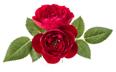 two red rose flowers  isolated with leaves on white background cutout