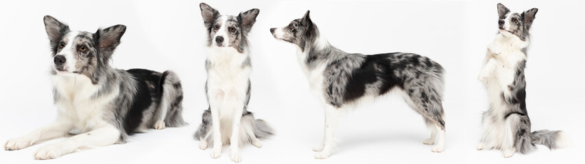 Lots of sitting and lying dog poses in a panoramic frame. Purebred Border Collie dog in shades of...