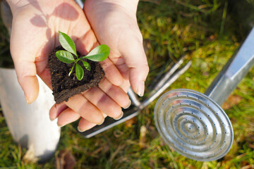 little plants in hand at spring time