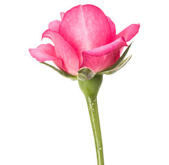 Fototapeta premium one pink rose flower isolated on white background cutout