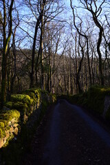 Obraz premium tight road in the forest with walls either side