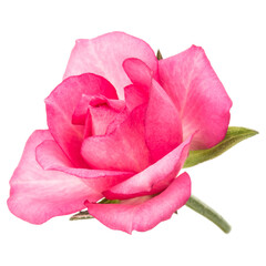 one pink rose flower isolated on white background cutout