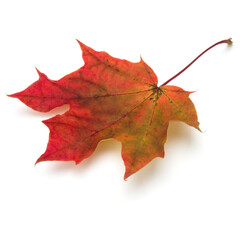colorful autumn maple leaf isolated on white