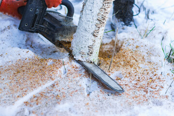 Winter garden. A man cuts a dry tree with an electric saw in winter. Electro saw in the hands of a man. Sawdust flies from under the saw at work. Winter work in the garden.