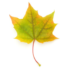 colorful autumn maple leaf isolated on white