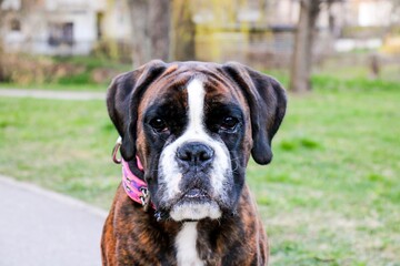 Beautiful purebred brindle boxer dog female is sitting outdoor, nice head, undocked, super portrait