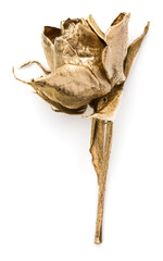 One gold rose isolated on white background cutout. Golden dried flower head, romance concept.