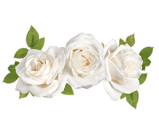 three white rose flower heads with leaves isolated on white background cutout - 415422510
