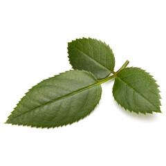 Green rose leaf isolated on white background cutout