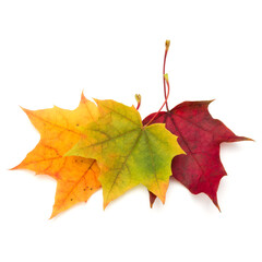 colorful autumn maple leaf isolated on white background