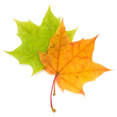 colorful autumn maple leaf isolated on white