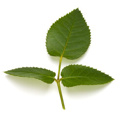 Green rose leaf isolated on white background cutout