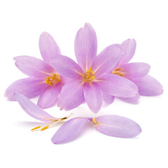 lilac crocus flowers isolated on white background