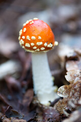 fly mushroom in forest