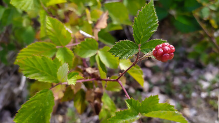 wild strawberry on a bush