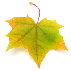 colorful autumn maple leaf isolated on white