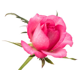 one pink rose flower isolated on white background cutout