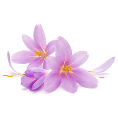 Obraz premium lilac crocus flowers isolated on white background