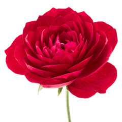 one red rose flower head isolated on white background cutout