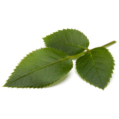 Green rose leaf isolated on white background cutout