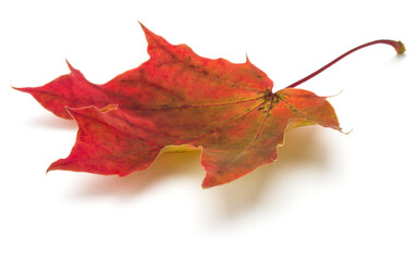 colorful autumn maple leaf isolated on white