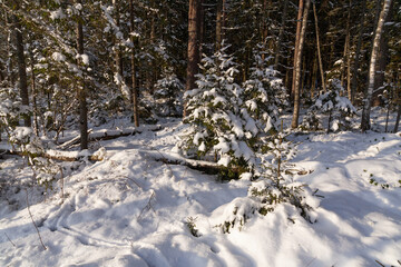 Beautiful snowy boeal forest during a sunny winter day in Estonian wilderness. 