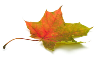colorful autumn maple leaf isolated on white - 415423563