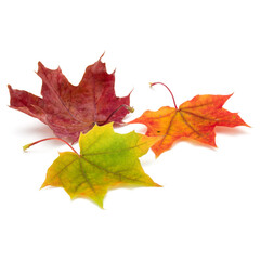 colorful autumn maple leaf isolated on white background