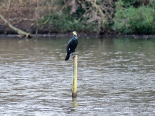 Cormorant on a Pole in a Lake