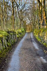 Fototapeta premium a small single lane road in wales with a wall on either side covered in moss