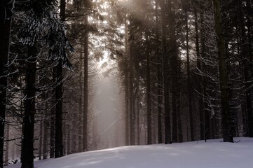Stimmungsvolle, mystische Stimmung - Sich auflösender Nebel mit ersten Sonnenstrahlen im Thüringer Wald