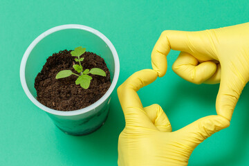 Close up hand of a female gardener and a can with a green tomato seedling.
