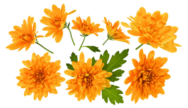 chrysanthemum flower heads with green leaves isolated on white background closeup. Garden flowers set, no shadows, top view, flat lay.